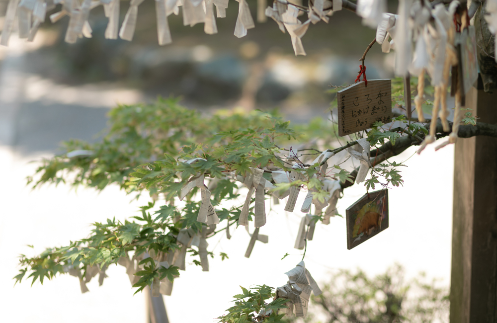 おみくじは大吉！でしたか？