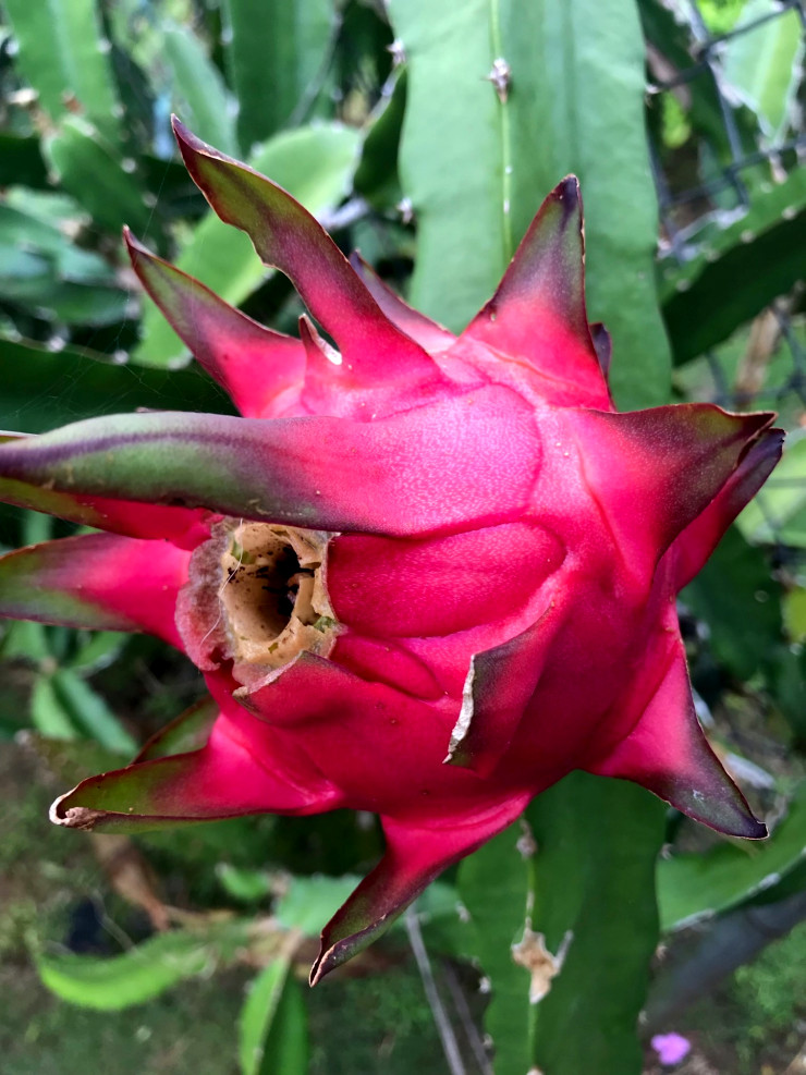 Dragon Fruit ドラゴンフルーツ 別名 Pitaya ピタヤ 公式 小さな結婚式