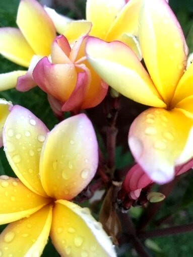 Plumeria プルメリア 公式 小さな結婚式 Plumeria プルメリア 公式 小さな結婚式