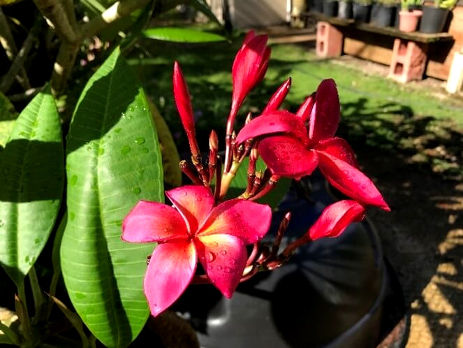 Plumeria プルメリア 公式 小さな結婚式 Plumeria プルメリア 公式 小さな結婚式